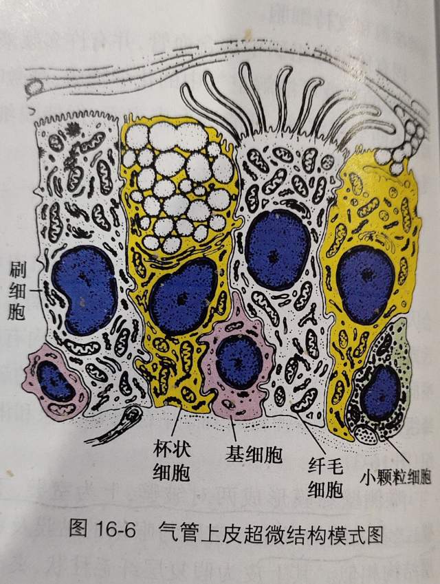 气管表面的黏膜中含有纤毛细胞,杯状细胞,刷细胞,小颗粒细胞等.