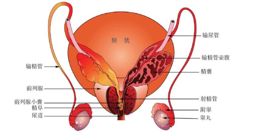 原创认识一下人体器官前列腺