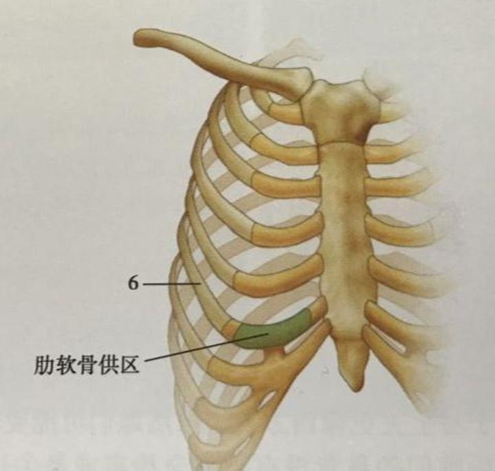 易成活,不会出现排异现象,人体吸收率低,不会顶透皮肤,与鼻部相容性好