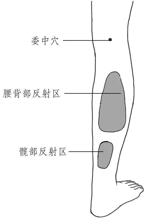 百病从腿养小腿反射区调节全身脏腑独家图解不看太亏了