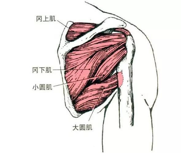 止点:肱骨小结节.起点:肩胛下窝.部位:肩胛骨肩胛下窝内,为多羽肌.