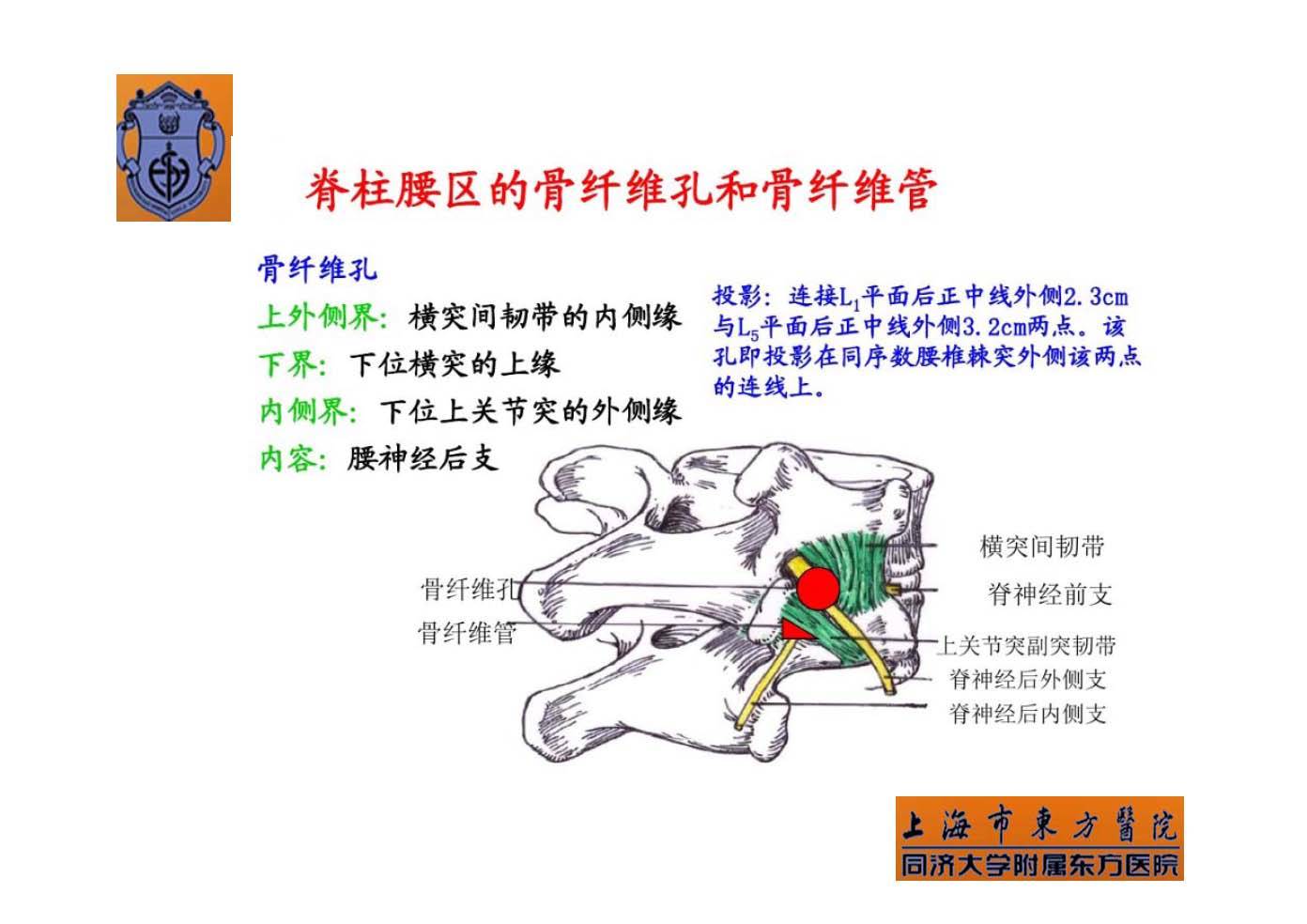 实用腰椎椎旁神经阻滞