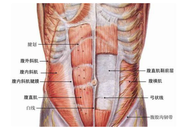 腹直肌怎么会引起腰背痛