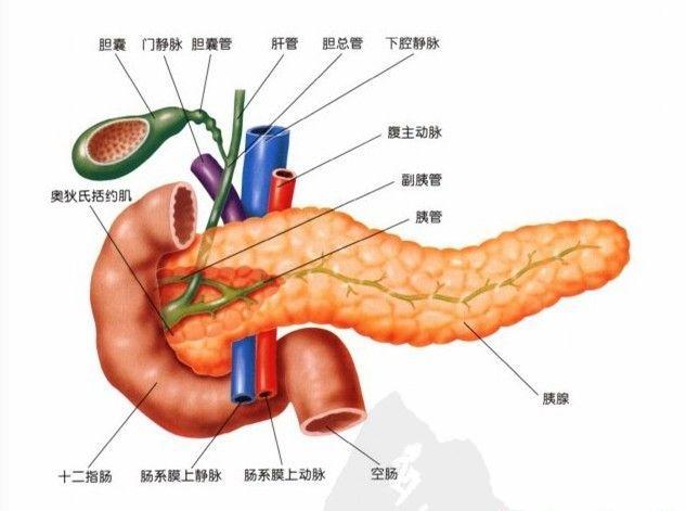 病从口入谈胰腺炎