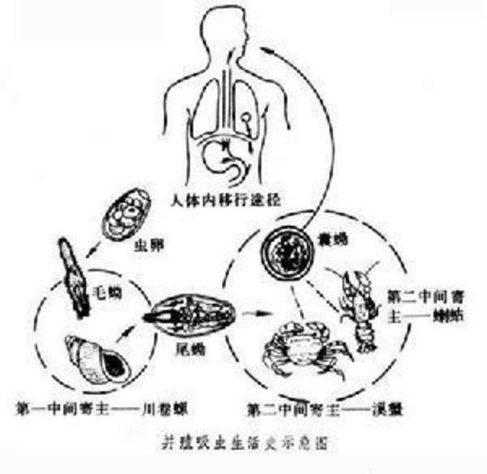 寄生虫知识肺吸虫