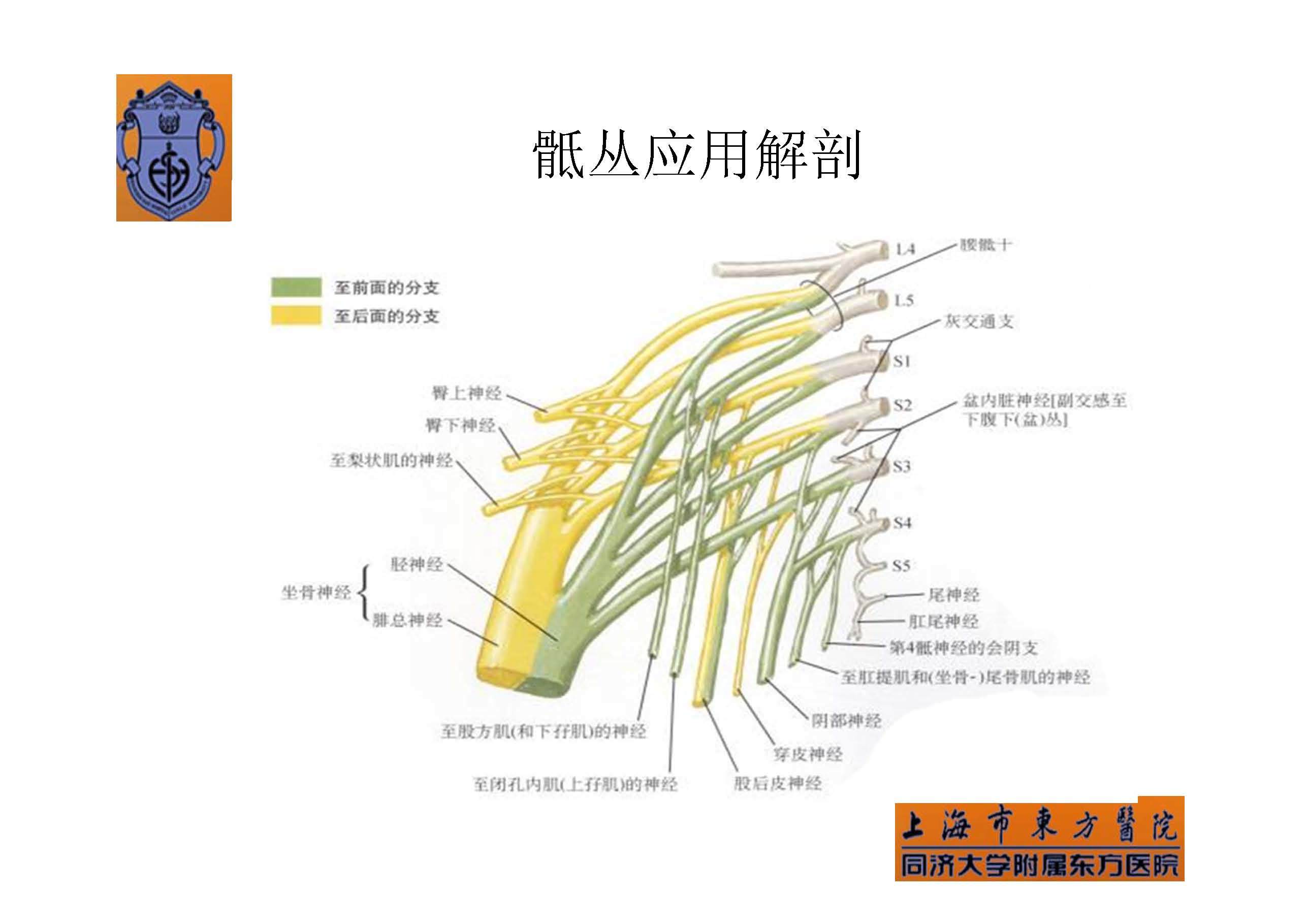 实用骶丛神经阻滞