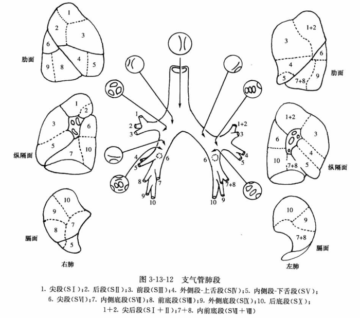 人体肺叶肺段解剖图