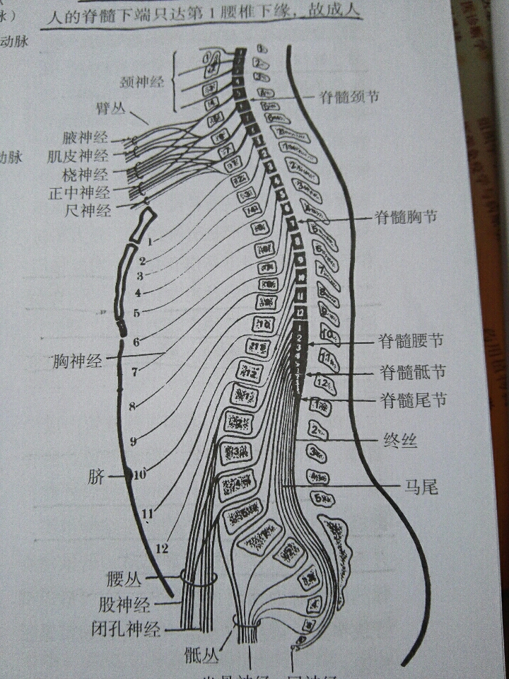 众人皆知,腰椎间盘突出征好发于腰4～5和腰5骶1,那么腰椎间盘突出了会