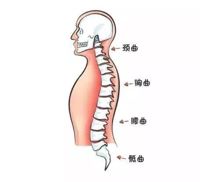 颈椎生理曲度消失是怎么还回事能恢复吗一