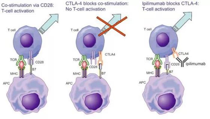 ctla4对t细胞激活的抑制以及ipilimumab对ctla4的抑制作用总的来说