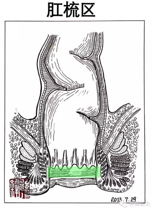 齿状线-解剖学肛管的起始线;白 线-肛门内括约肌与肛门外括约肌