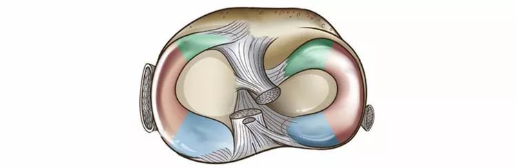 半月板一文轻松看懂半月板的解剖与临床