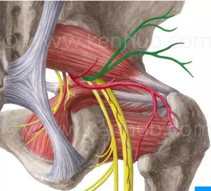神经平时老百姓说的坐骨神经到底是何方神圣