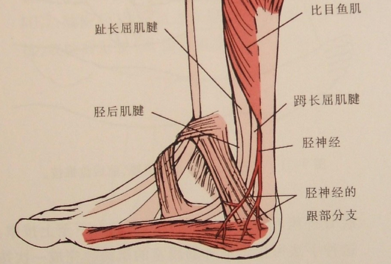 踝管为一纤维骨性通道,起于小腿后内侧,行经内踝后方.