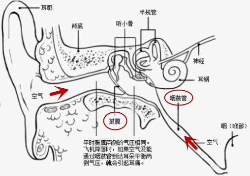 耳的最外侧就像一个大密道,从耳朵孔进去的走廊就是外耳道,走廊尽头是