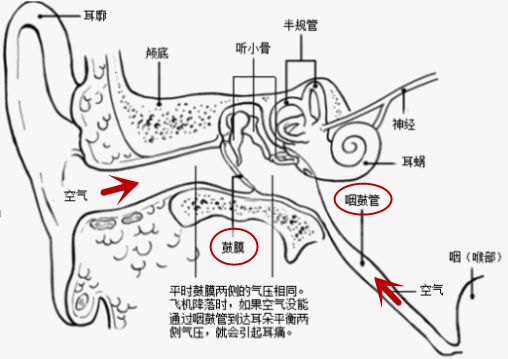 走廊就是外耳道,走廊尽头是鼓膜;往里的第一个房间就是中耳,也称鼓室