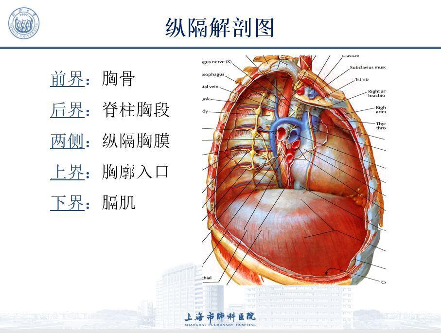 两侧纵隔胸膜间全部器官,结构与结缔组织的总称.