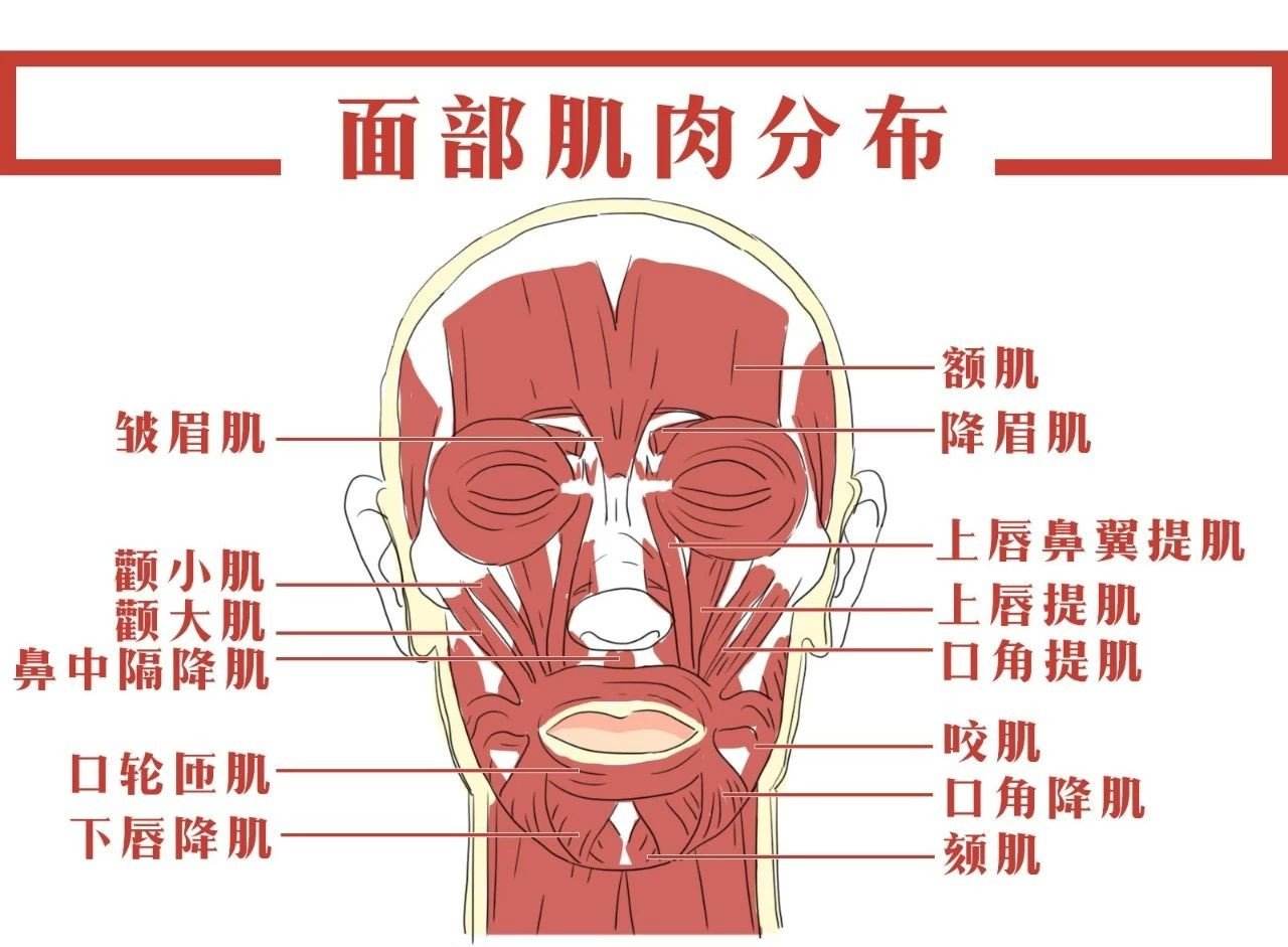 什么是降眉间肌皱眉肌与提上唇鼻翼肌