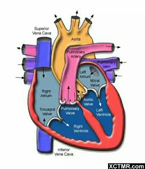 心脏解剖ct