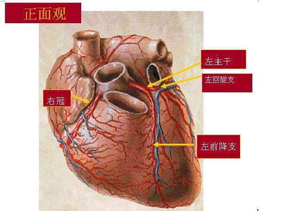 左侧为左主干,右侧为右冠状动脉.左主干又分成左前降支和左回旋支.