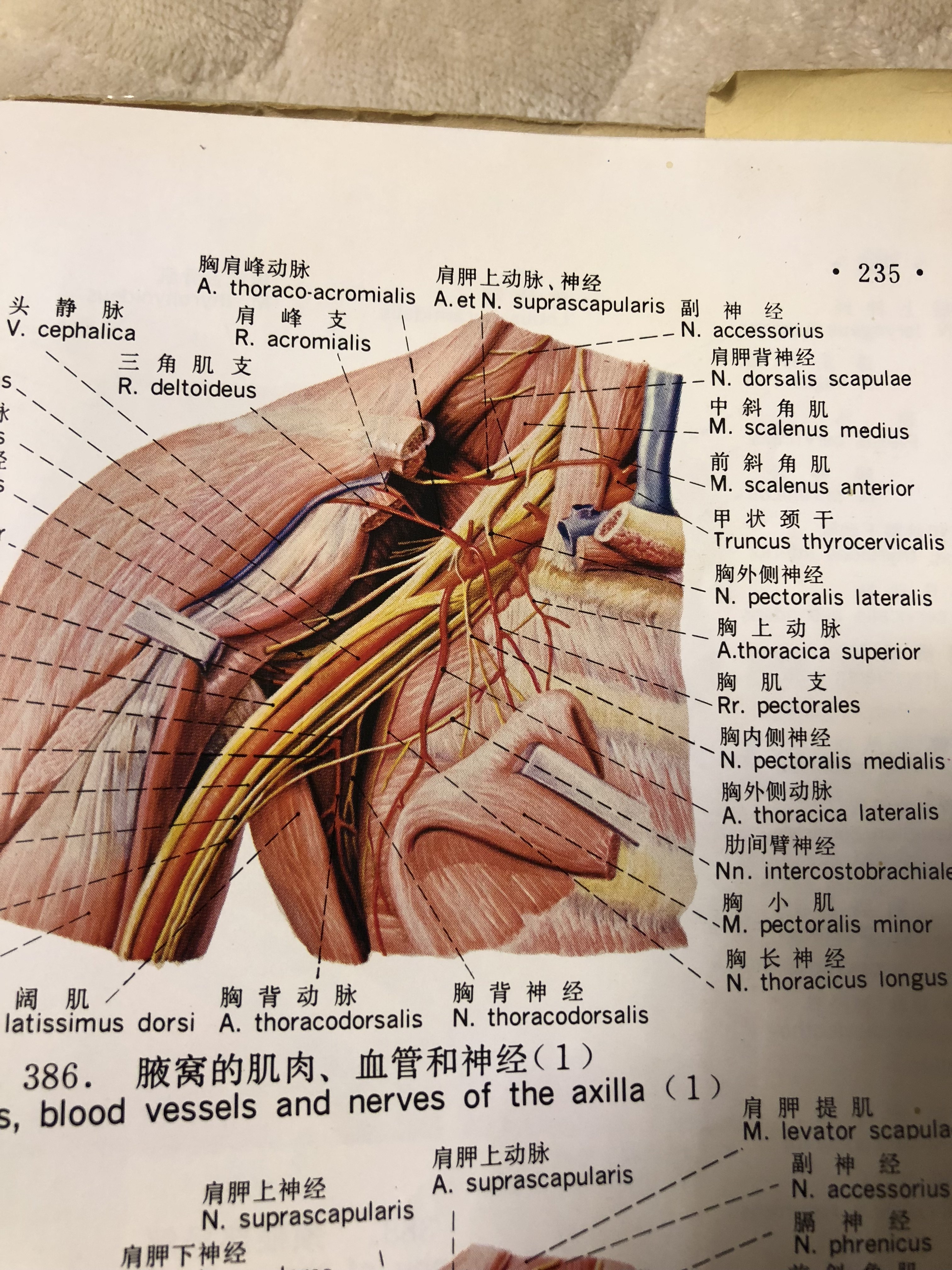 胸顶神经鞘瘤手术部位的正确选择颈部还是胸腔