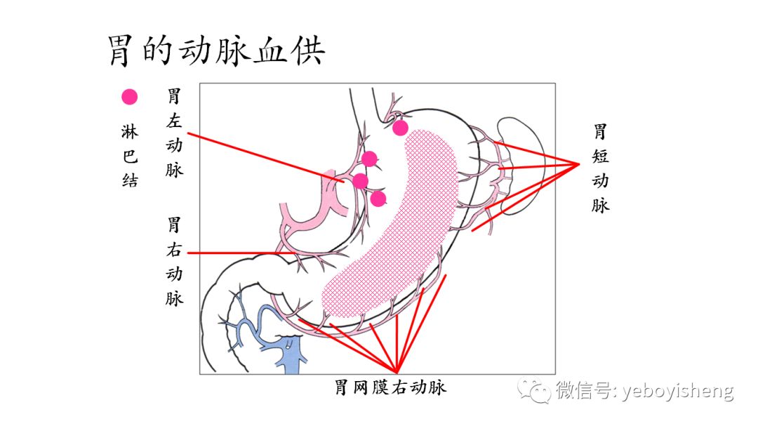 于胃右静脉近幽门侧2-3分支处切断胃右动静脉及所属小网膜所有组织,以