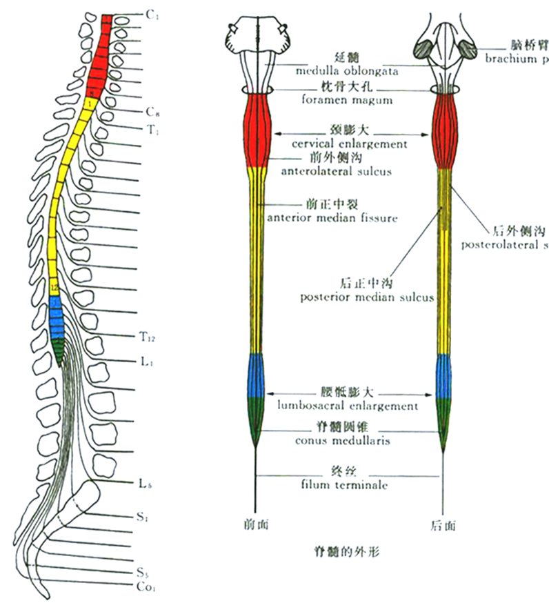 位置和外形脊髓位于椎管内,上端于枕骨大孔处与延髓相接,下端脊髓圆锥