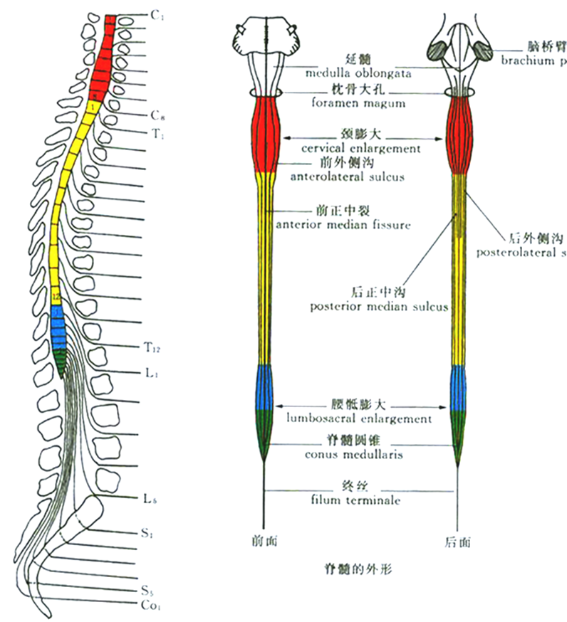 1脊髓的功能解剖人和脊椎动物中枢神经系统的一部分,在椎管里面,上端