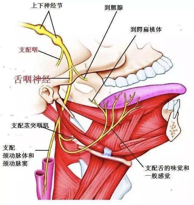 手术治疗舌咽神经痛适于什么样的患者?