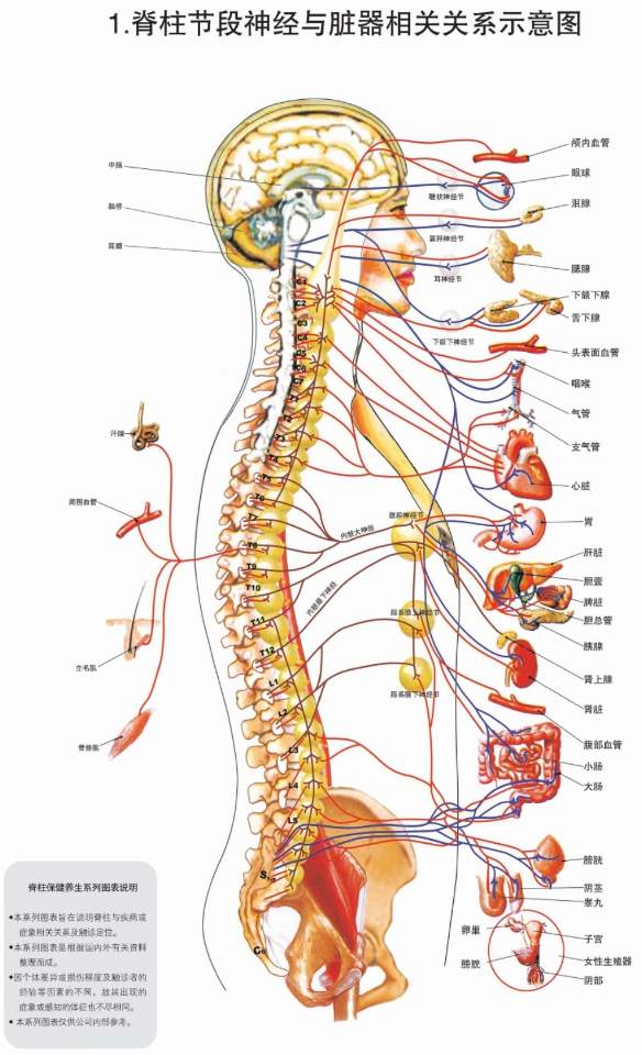 人体神经脉络图图片