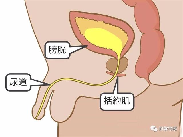 男孩膀胱,括约肌和尿道的侧视图其他注意事项:检查尿液的颜色,气味和