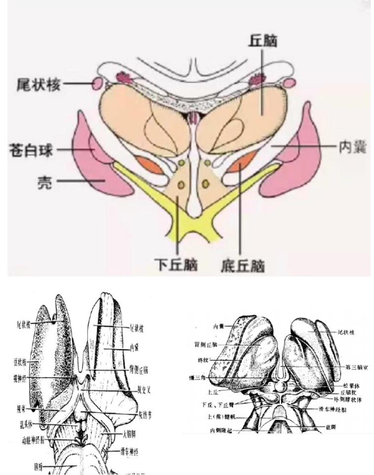 背侧丘脑分部图片