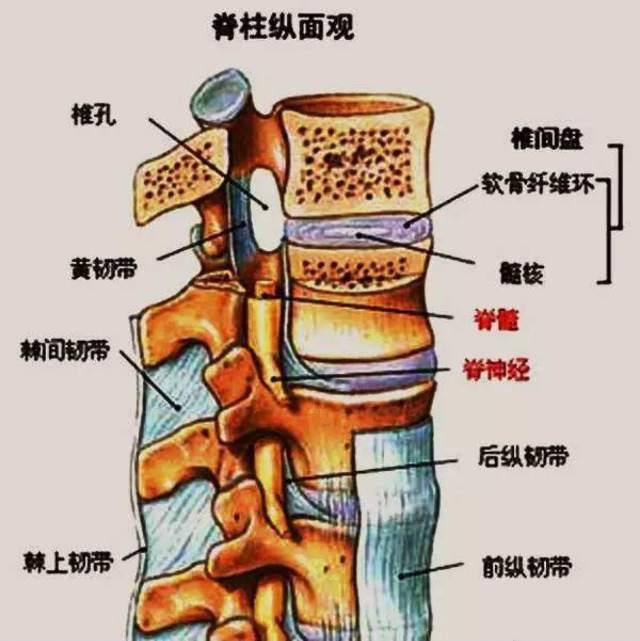 后背脊柱图片构造图解图片