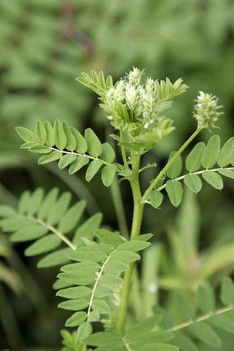 头晕头痛竟是中气不足中医调治1月显奇效