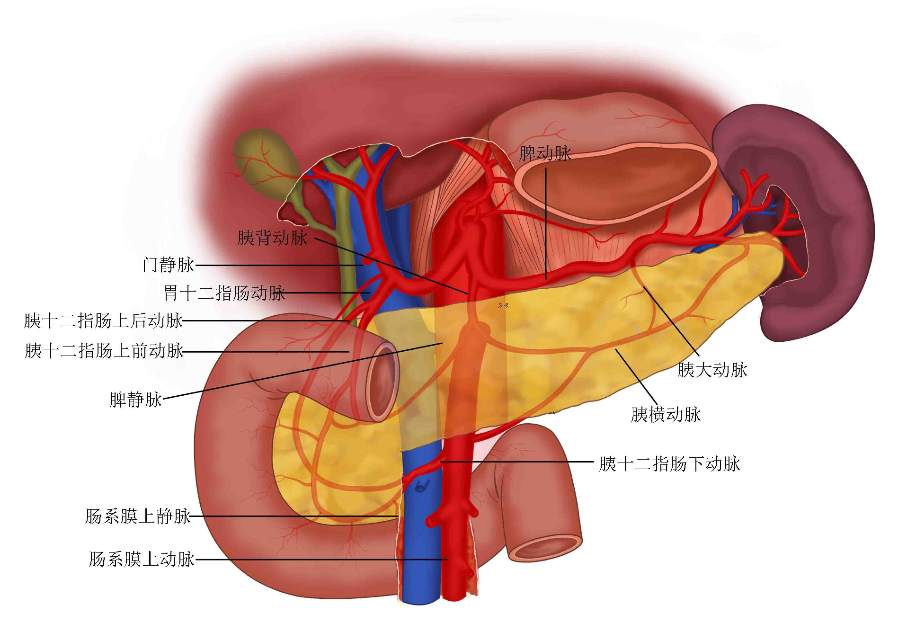 胰腺故事系列一——胰腺是个怎样的器官_张磊医生文章_复旦大学附属