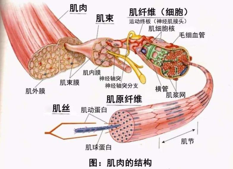 心肌肌鈣蛋白