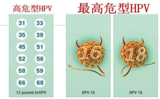 才稍微放心,这个东西好像是大多数人都会感染上的,只是有些感染了低危