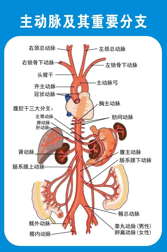 主动脉峡部解剖图图片