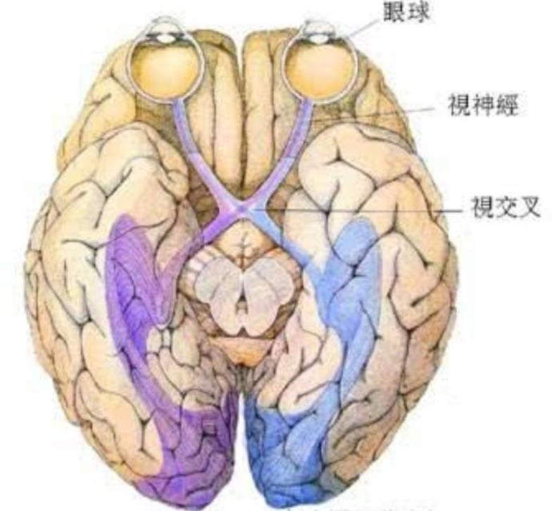 视觉传入系统,如下图:人体通过视觉,本体觉(位置觉和运动觉)和前庭