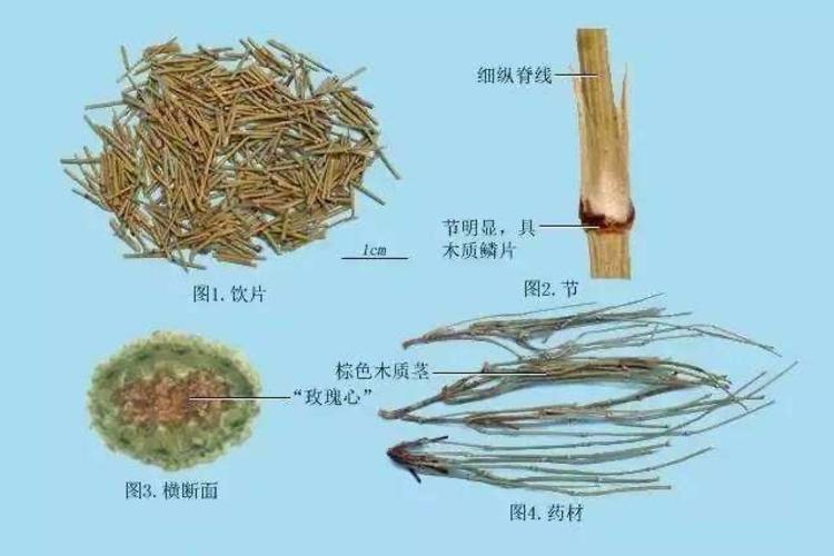 麻黄的作用与功效有什么禁忌