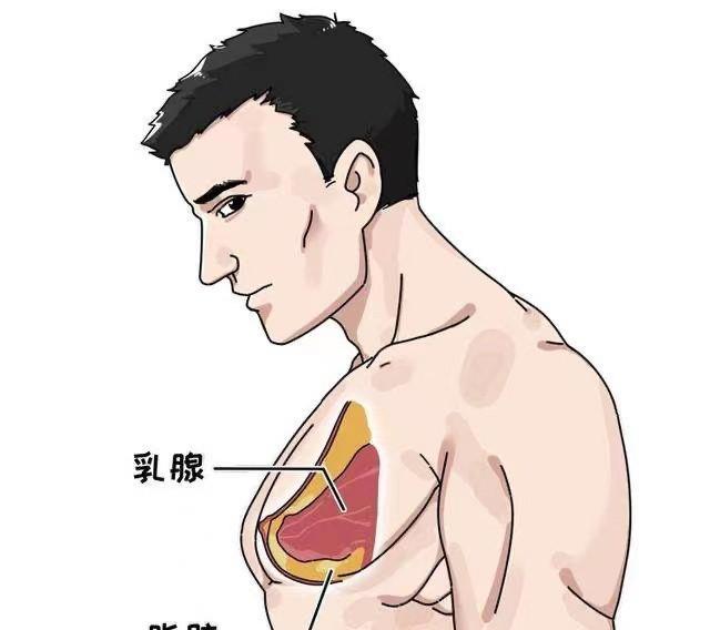 男性乳头突出图片