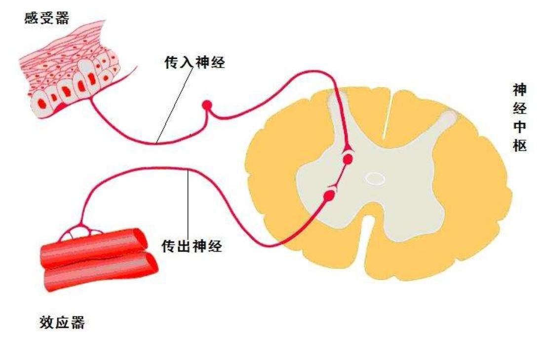 神经系统卡通图片图片