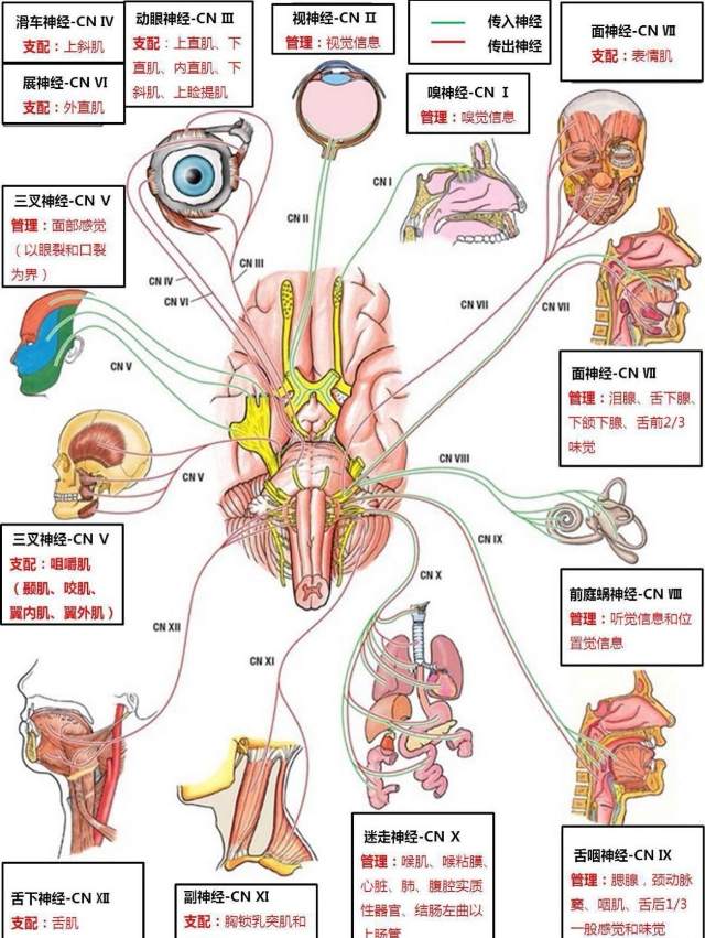 脑神经示意图