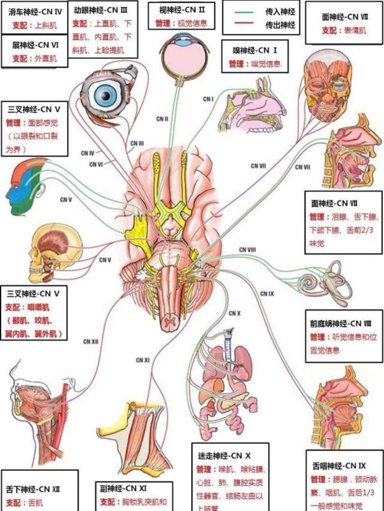 神经系统是人体结构和功能最复杂,并起主导作用