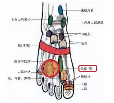 用手或刮痧板揉,按,推脚背的胸部反射区,如果有乳腺增生或者乳房硬块