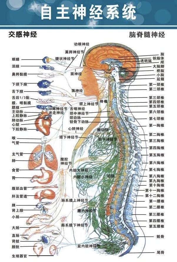 形成骨刺刺激或压迫脊神经根周围神经血管颈椎交感神经丛下行构成分布