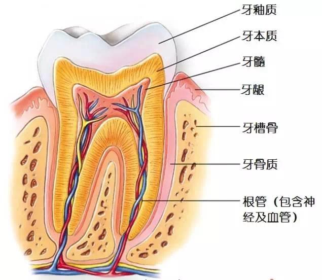 牙神经到底是什么