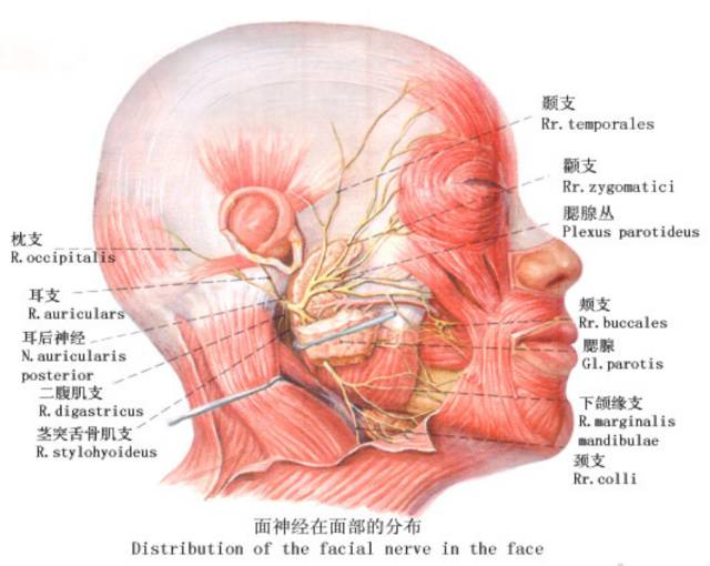 (2)支配唾液腺(1)支配泪腺3,副交感神经纤维(3)镫骨神经:支配听觉(2)