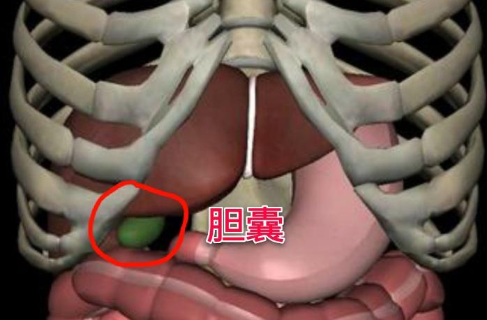 胆囊到底在哪里胆囊炎发作是哪里痛