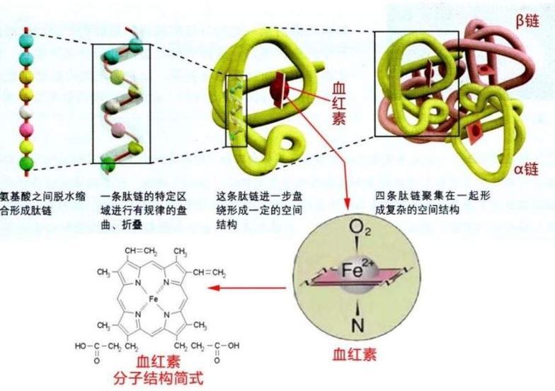 貧血概述